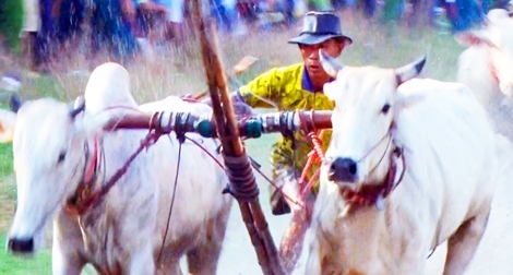 Tưng bừng ngày hội đua bò Bảy Núi